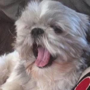 Meet your Posher, Dan sandra